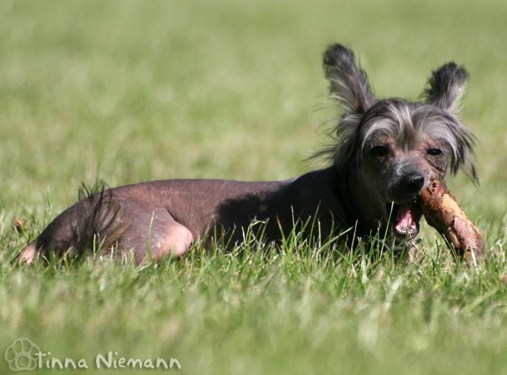 Chinese crested hårløs Mexi Shico-Liv - Mmmmm pind billede 9