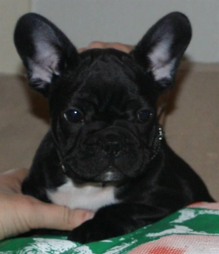 Fransk bulldog Ozzy - Ozzy som helt lille billede 5
