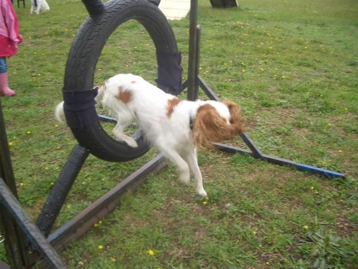 Cavalier king charles spaniel Fluffy - ...og hopla.. billede 7