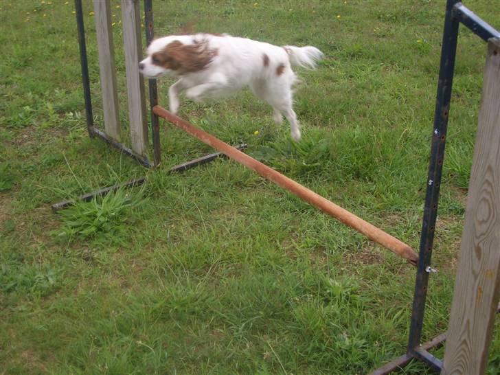 Cavalier king charles spaniel Fluffy billede 8