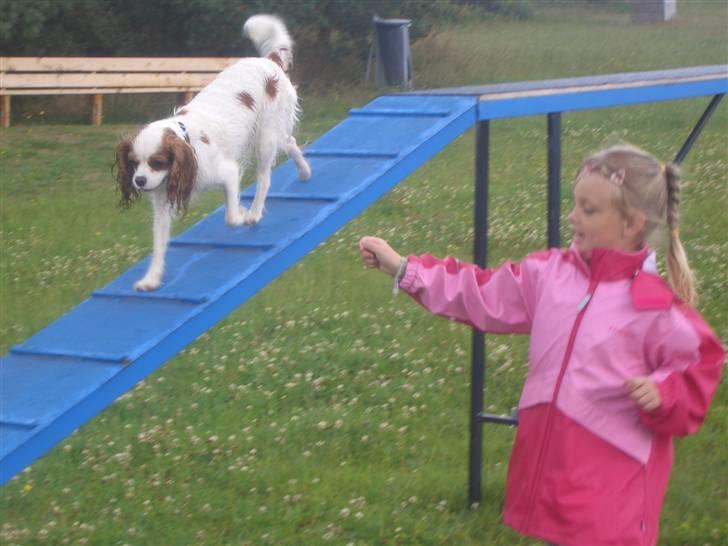 Cavalier king charles spaniel Fluffy - min datter leger med fluffy på agility banen.. det syns de begge to der er sjovt. billede 9