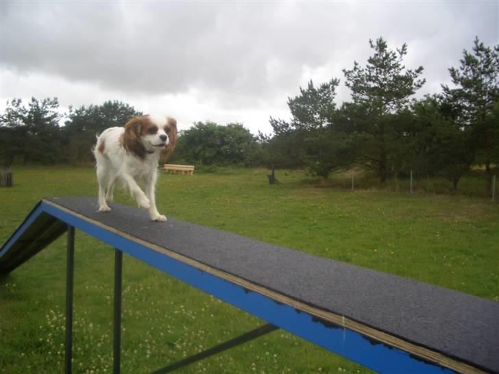 Cavalier king charles spaniel Fluffy - fluffy går balance billede 10