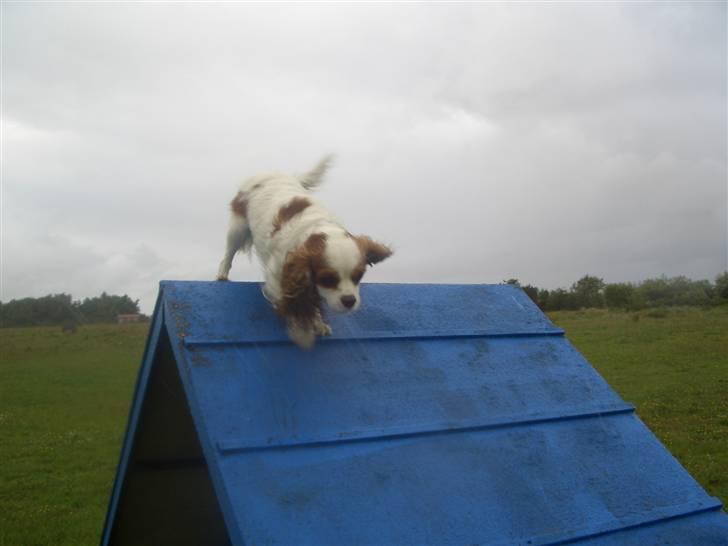 Cavalier king charles spaniel Fluffy billede 11