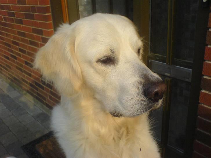 Golden retriever Eddie billede 7