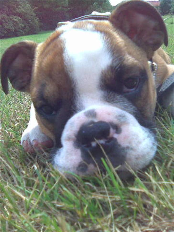 Engelsk bulldog Homer zetzsche Von kynoff - Ligger og ser lækker ud billede 3