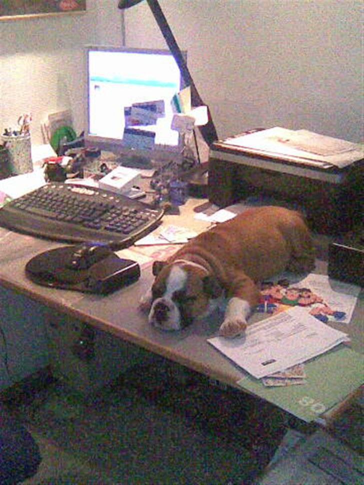 Engelsk bulldog Homer zetzsche Von kynoff - Får lige en morfar på skrivebordet billede 4