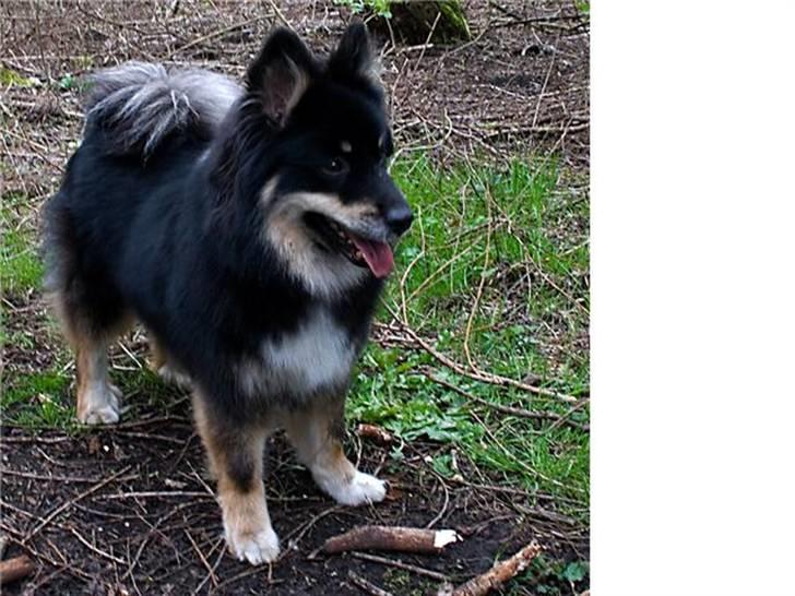 Islandsk fårehund Geysir's Gaska billede 5