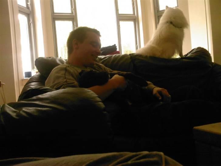 Blanding af racer Kasmir billede 3