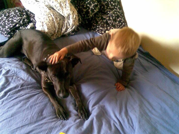 Blanding af racer Kasmir billede 4