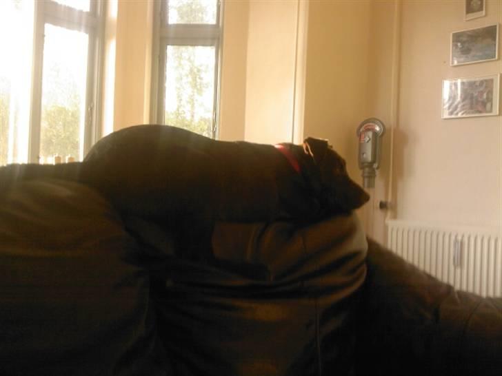 Blanding af racer Kasmir billede 5