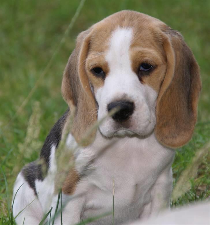 Beagle Svea billede 14