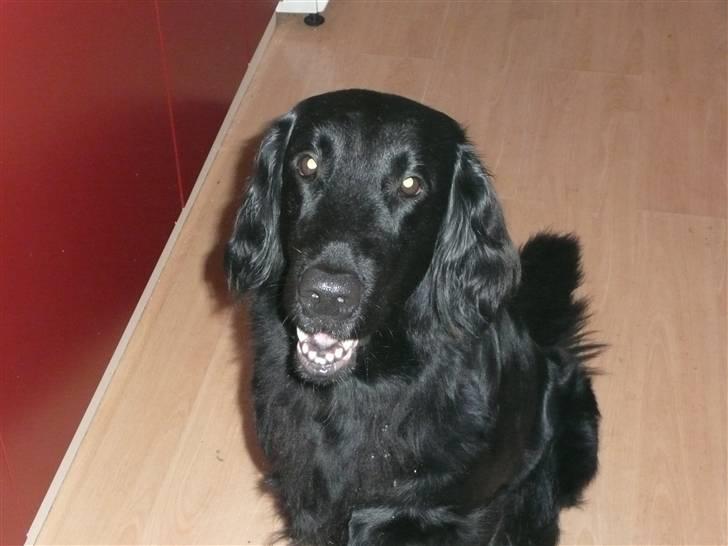 Flat coated retriever Molly - Gir du en guffer Mor ? Jeg sidder så pænt :-) billede 1