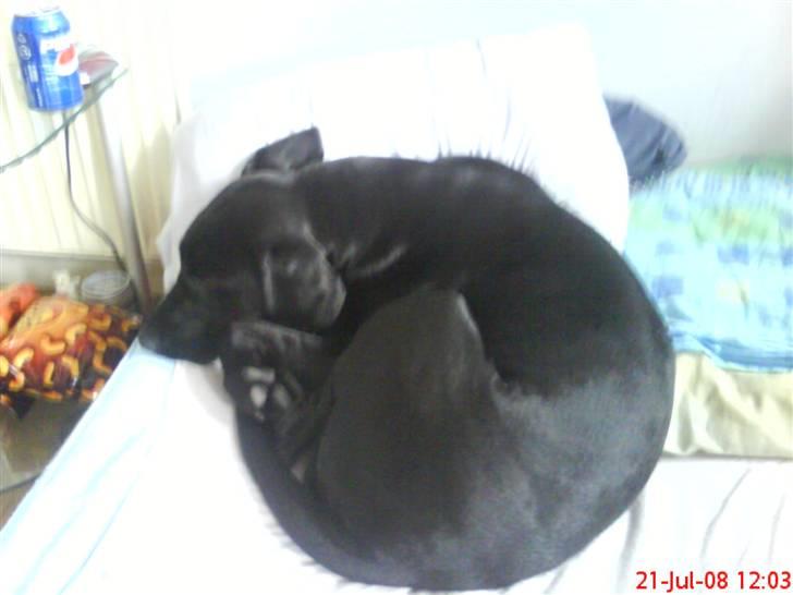 Labrador retriever Freja - Hun er meget træt :) billede 4