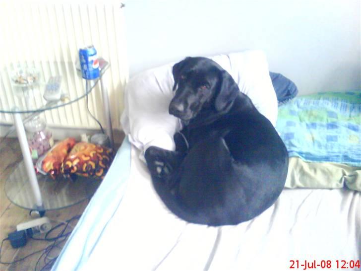 Labrador retriever Freja - Se hvor dejlig hun er (: billede 5