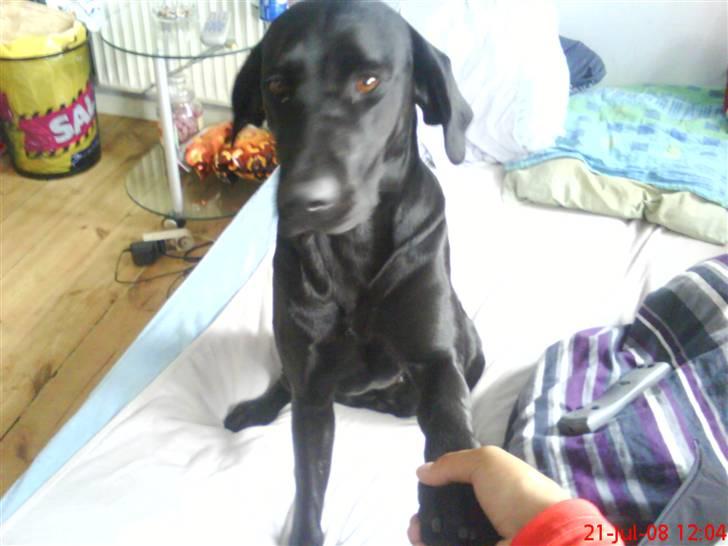 Labrador retriever Freja - Hun er en rigtig dejlig hund . <3 billede 6