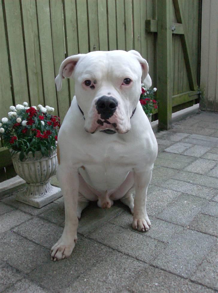 Amerikansk bulldog Archi billede 13