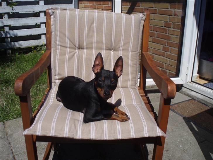 Dvaergpinscher Rødkildes Nickie - Juni 2009 billede 1