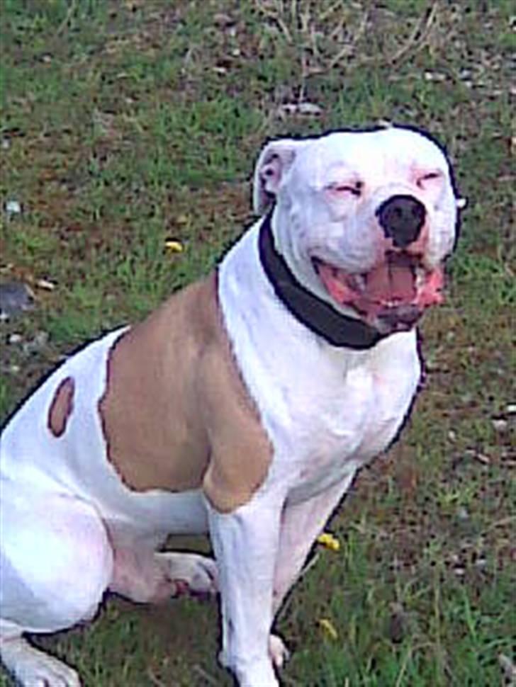 Amerikansk bulldog Archi billede 14