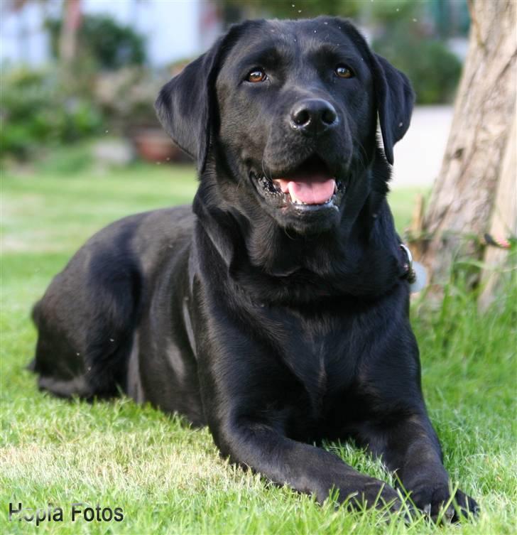 Labrador retriever Sandy - Jeg ligger i det grøne gras, og ta mig en slapper. billede 1