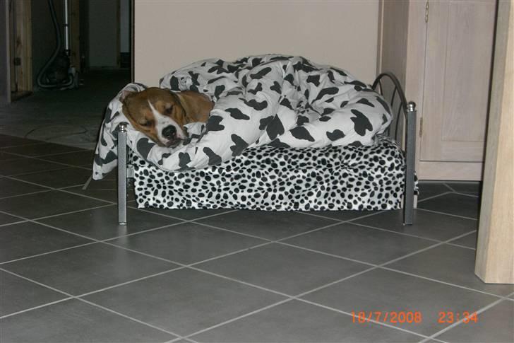 Amerikansk staffordshire terrier Donna  - Elsker min nye seng (: billede 12