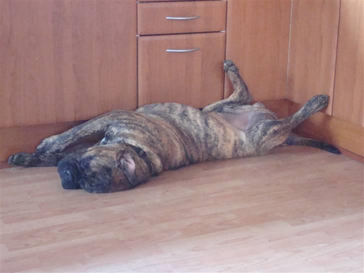 Bullmastiff Bullbjerggårds Bosco billede 15