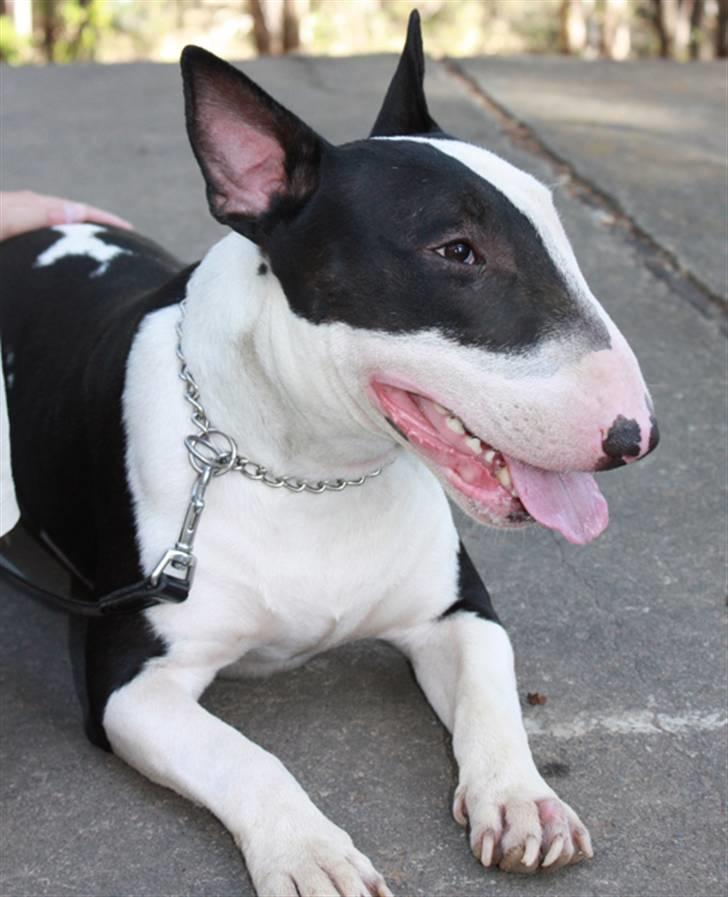 Bullterrier Jazz billede 1
