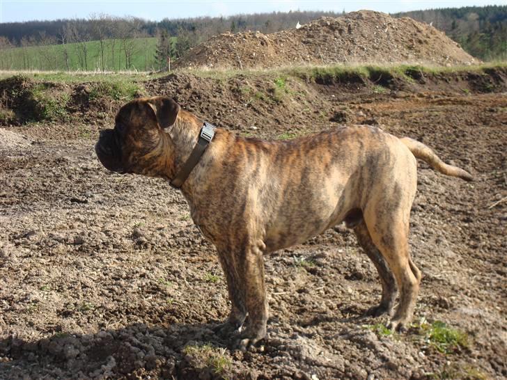 Bullmastiff Bullbjerggårds Bosco billede 16