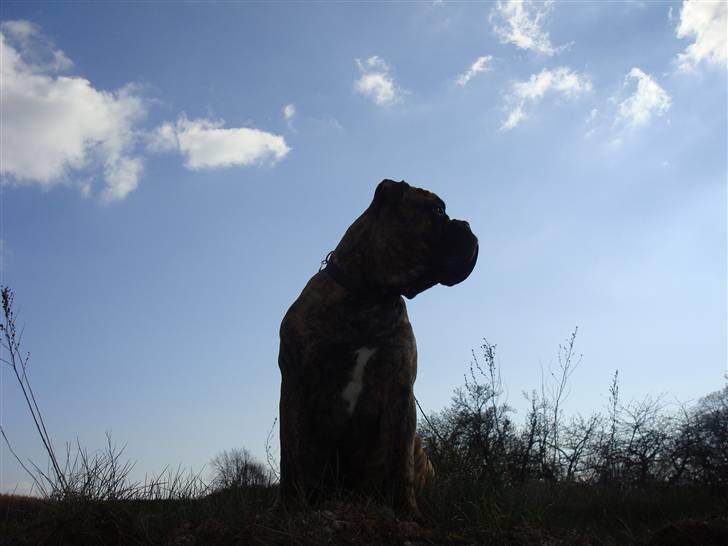 Bullmastiff Bullbjerggårds Bosco billede 17