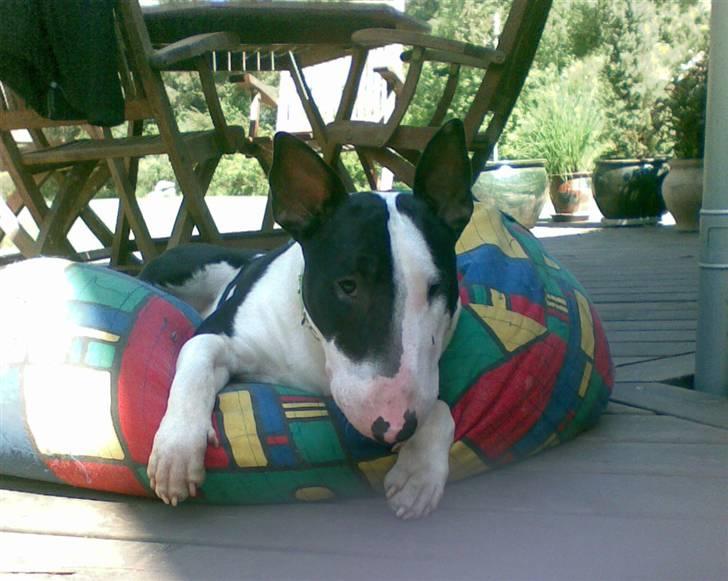 Bullterrier Jazz - Endnu en.... billede 2