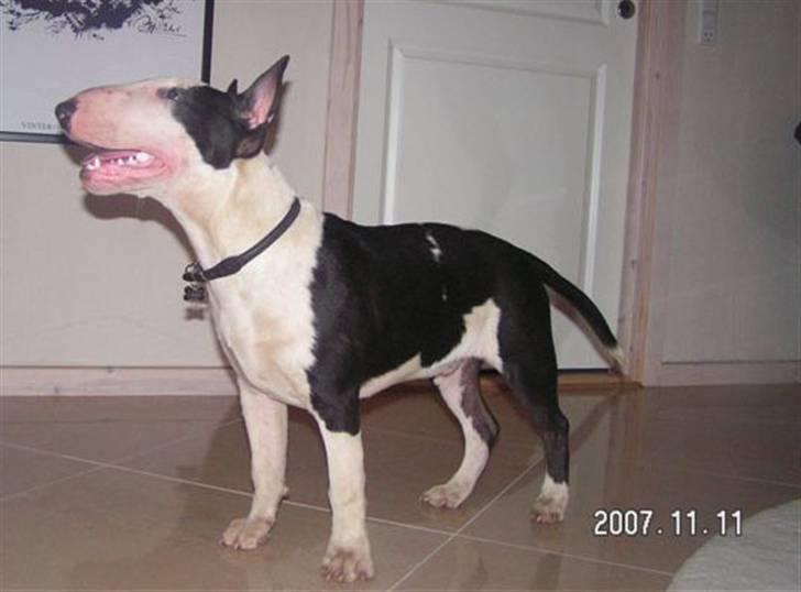 Bullterrier Jazz - Hjemme... billede 3