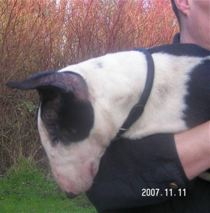 Bullterrier Jazz - Hænger lige på "fars" arm. billede 4