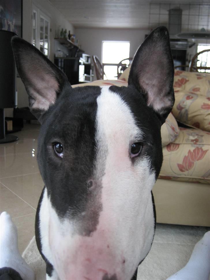 Bullterrier Jazz - Er han ikke dejlig? billede 5