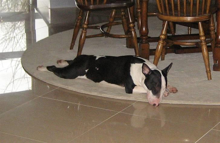 Bullterrier Jazz - Sådan kan han kravle hele vejen rundt om bordet... =0) billede 6