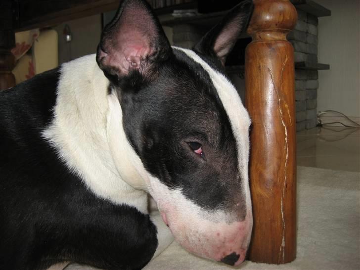 Bullterrier Jazz - La´ mig lige være - jeg prøver at sove... billede 7