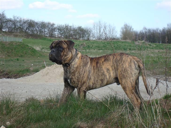 Bullmastiff Bullbjerggårds Bosco billede 18