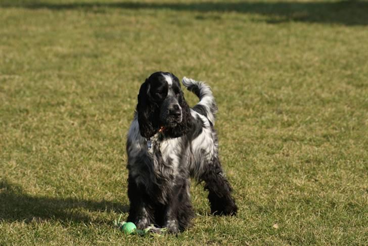 Cocker spaniel Aldur (Blue Roan) - Smid en kommentar :) billede 1