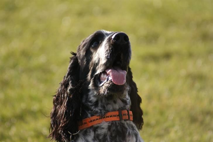 Cocker spaniel Aldur (Blue Roan) - Smid en kommentar :) billede 2