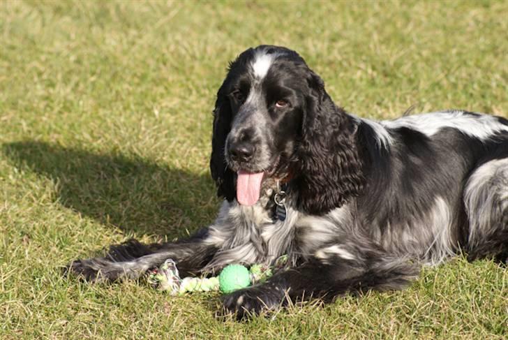 Cocker spaniel Aldur (Blue Roan) - Smid en kommentar :) billede 3