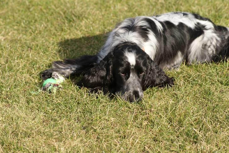 Cocker spaniel Aldur (Blue Roan) - Smid en kommentar :) billede 4