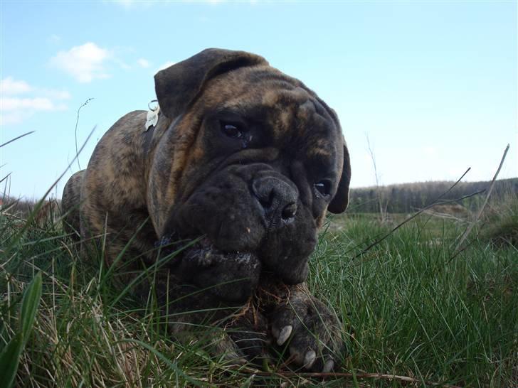 Bullmastiff Bullbjerggårds Bosco billede 19