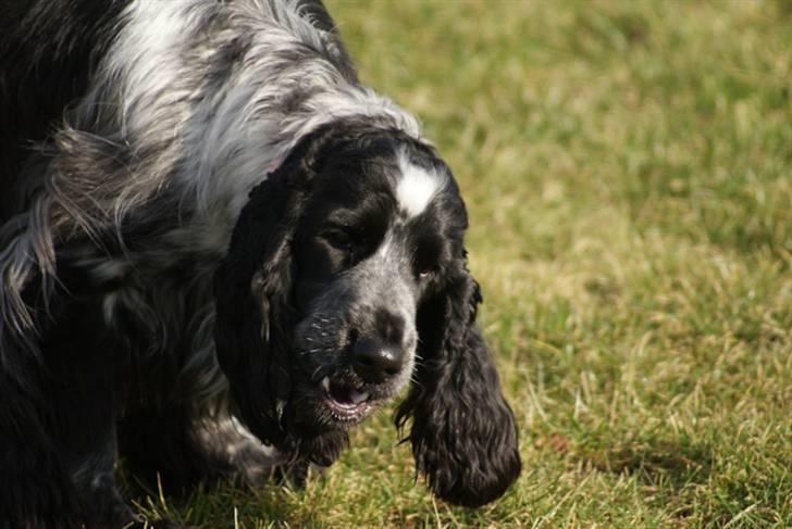 Cocker spaniel Aldur (Blue Roan) - Smid en kommentar :) billede 5