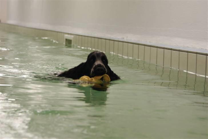 Cocker spaniel Aldur (Blue Roan) - Smid en kommentar :) billede 6