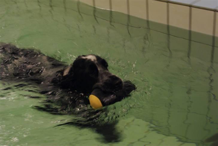 Cocker spaniel Aldur (Blue Roan) - Smid en kommentar :) billede 7