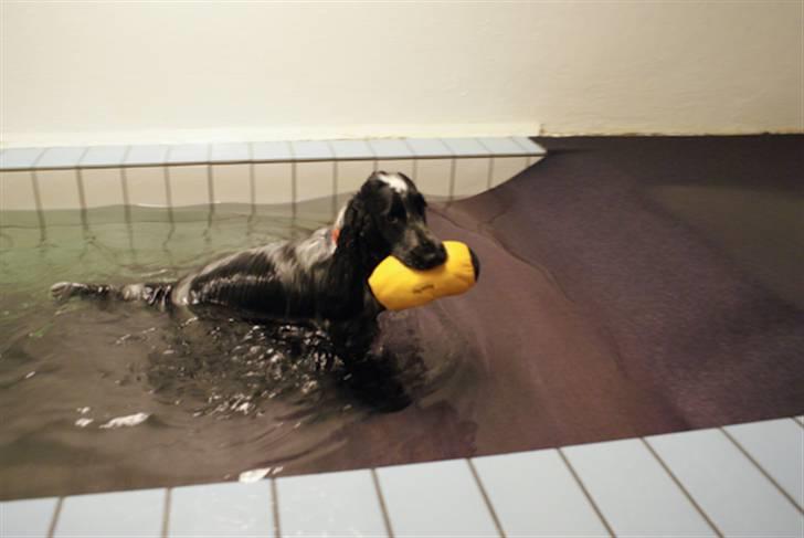 Cocker spaniel Aldur (Blue Roan) - Smid en kommentar :) billede 8