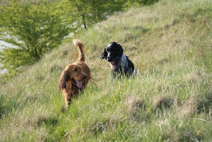Cocker spaniel Aldur (Blue Roan) - Ses her sammen med Coco. billede 9