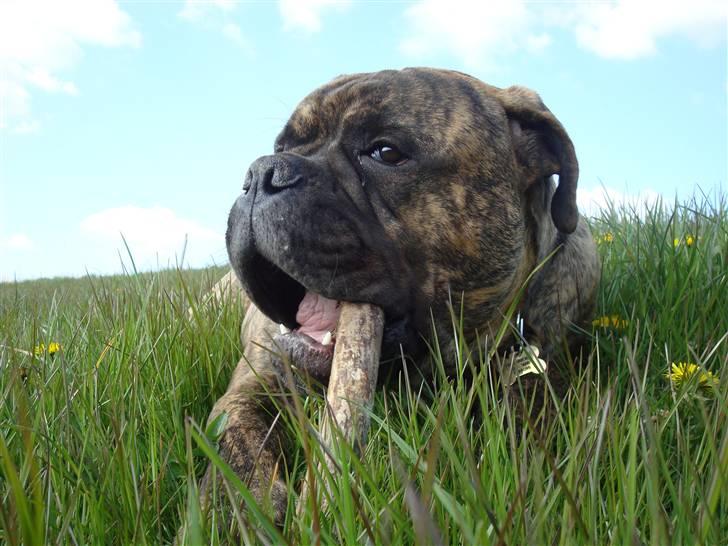 Bullmastiff Bullbjerggårds Bosco billede 20