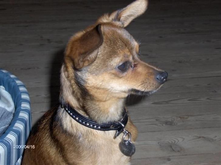 Blanding af racer Rex billede 10