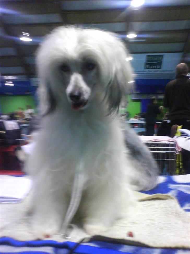 Chinese crested powder puff Dejsie *SOLGT* - 1 Plads til International stævne 08 Næstved billede 10