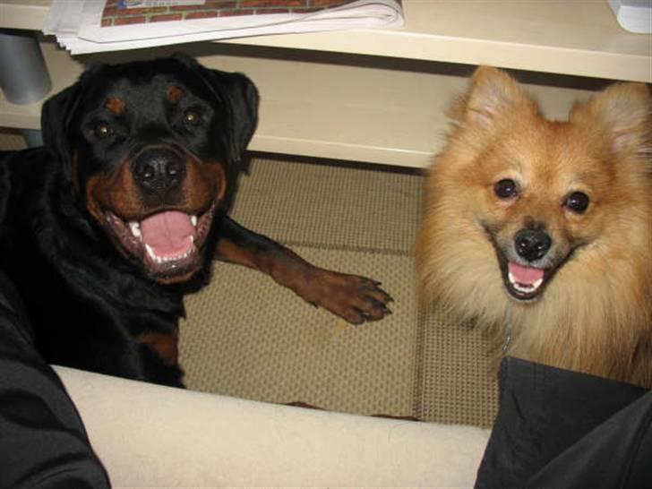 Rottweiler Basse - Basse og Kvik, juli billede 13