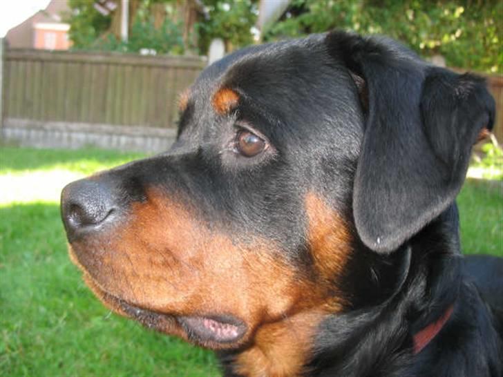 Rottweiler Basse - I profil billede 14
